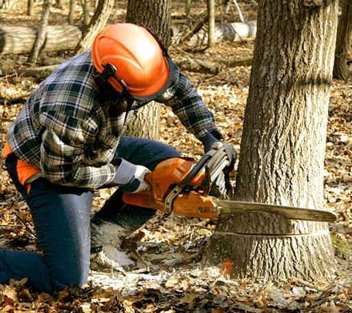 Tree Removal in Dawson, TX